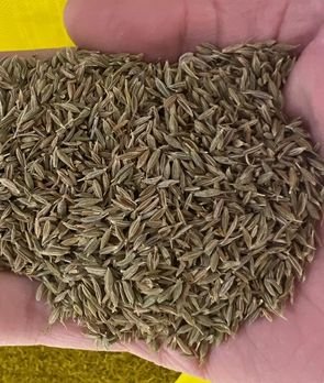 Cumin Seeds